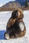 Медвежонок гризли (Ursus arctos horribilis) держит снежную лапу и смотрит в камеру, находясь в плену. Центр охраны дикой природы Аляски, Портедж, Аляска, США — стоковое фото