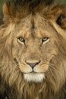 Majestoso leão macho em natureza selvagem focinho closeup — Fotografia de Stock