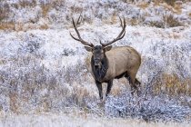 Scenic view of majestic beautiful elk in wild nature — Stock Photo