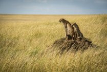 Vista da vicino di maestosi ghepardi nella natura selvaggia — Foto stock