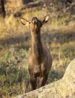 Мальовничий вид на величний красивий лося в дикій природі — стокове фото
