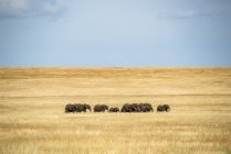 Beaux éléphants d'Afrique gris dans la nature sauvage sur le terrain, parc national du Serengeti ; Tanzanie — Photo de stock