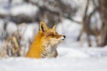 Красива Червона лисиця з величним хутром в зимовому снігу в лісі — стокове фото