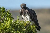 Martial eagle eyes camera from leafy bush — Stock Photo