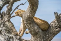 Majestuosa leona o pantera leo en la vida silvestre en el árbol - foto de stock