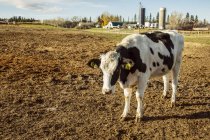 Holstein cow standing in a fenced area with identification tags in it's ears and farm structures in the background on a robotic dairy farm, North of Edmonton; Alberta, Canada — Stock Photo