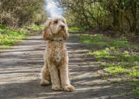 Porträt eines goldenen Doodle-Hundes, der auf einem Trail sitzt; Südschilder, Reifen und Abnutzung, England — Stockfoto