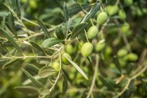 Nahaufnahme von grünen Oliven auf einem Baum in Groznjan, Istrien, Kroatien — Stockfoto