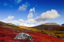 Осінні кольори на тундри, хребет Кетугі, Деналі Стейт парк; Аляска, Сполучені Штати Америки — стокове фото