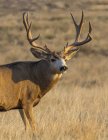 Mule deer buck or Odocoileus hemionus standing in a grass field, Denver, Colorado, United States of America — Stock Photo