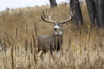Mule deer or Odocoileus hemionus buck standing in a grass field, Denver, Colorado, United States of America — стокове фото