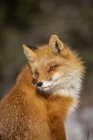 Beau renard rouge avec une fourrure majestueuse sur fond flou — Photo de stock