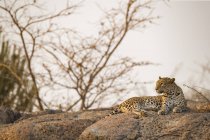 Vista panorámica del majestuoso leopardo en la naturaleza salvaje relajándose en la roca - foto de stock