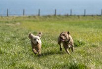 Zwei Hunde, die auf einer Wiese laufen; Südschilder, Reifen und Abnutzung, England — Stockfoto