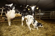 Vaca Holstein con su ternera recién nacida que está tratando de pararse por primera vez en un corral en una granja lechera robótica, al norte de Edmonton; Alberta, Canadá - foto de stock