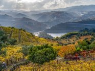 Vigneti di colore autunnale su una collina con un fiume che si snoda attraverso il paesaggio montano, Valle del Douro, Portogallo settentrionale; Portogallo — Foto stock