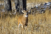 White-tailed deer (Odocoileus virginianus) buck standing in a grass field with traces of snow; Denver, Colorado, United States of America — Stock Photo