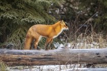 Bela raposa vermelha com pele majestosa na neve de inverno na floresta — Fotografia de Stock