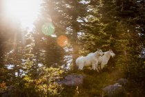 Живописный вид горных коз под деревьями в Национальном парке Кенай-фьорды, Аляска, Соединенные Штаты Америки — стоковое фото