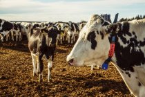 Una mandria di vacche Holstein in piedi in un'area recintata con etichette identificative nelle orecchie in un allevamento di latticini robotici, a nord di Edmonton; Alberta, Canada — Foto stock