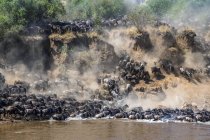 Scenic view of majestic blue wildebeest crossing river in wild nature — Stock Photo