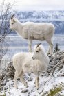 Dall ovelhas na natureza selvagem no inverno em Chugach Mountains, Alaska, Estados Unidos da América — Fotografia de Stock