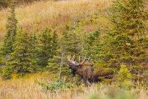 Malerischer Blick auf majestätische Bullenelche in wilder Natur, chugach State Park, alaska, vereinigte Staaten von Amerika — Stockfoto