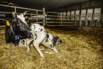 Holstein cow with her newborn calf in a pen on a robotic dairy farm, North of Edmonton; Alberta, Canada — Stock Photo