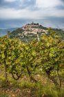 Виноградник, окружающий средневековый город Мотовун, Истрия, Хорватия — стоковое фото