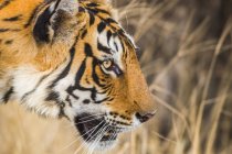 Крупный план величественного бенгальского тигра — стоковое фото