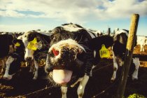Primer plano de una curiosa vaca Holstein con etiquetas de identificación, mirando a la cámara y sacando la lengua mientras está de pie en una cerca de alambre de púas en una granja lechera robótica, al norte de Edmonton; Alberta, Canadá - foto de stock