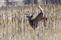 White-tailed deer (Odocoileus virginianus) buck jumping through a field with traces of snow; Denver, Colorado, United States of America — Stock Photo