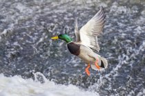 Mallard duck in flight over water; Denver, Colorado, United States of America — Stock Photo