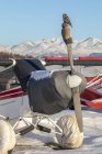 Vista panorâmica de empoleirado Northern Hawk Coruja no avião — Fotografia de Stock