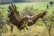 Білоспинний гриф (Gyps africanus) розтягує крила, щоб приземлитися, Серенгеті; Танзанія — стокове фото
