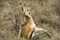 Guépard femelle traîne Thomson Gazelle fraîchement tué — Photo de stock