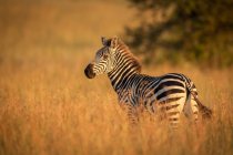 Zebra planícies em pé na grama assistindo câmera na vida selvagem — Fotografia de Stock