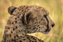 Крупный план величественного гепарда в дикой природе — стоковое фото