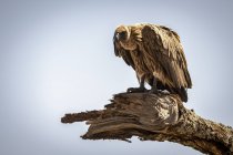 African white-backed vulture  looking down from a dead branch, — Stock Photo