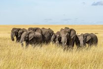 Красивые серые африканские слоны в дикой природе на поле, Национальный парк Серенгети; Танзания — стоковое фото