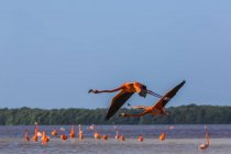 Flamencos Americanos (Phoenicopterus ruber) de pie en el agua con dos aves volando en primer plano, Reserva de la Biosfera Celestún; Celestún, Yucatán, México - foto de stock