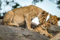 Majestic lioness or panthera leo at wild life with cubs — Stock Photo