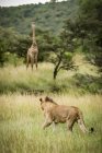Majestic male lion in wild nature hunting giraffe — Stock Photo
