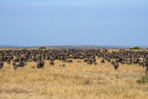 Scenic view of majestic herd blue wildebeest in wild nature — Stock Photo