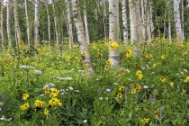 Wildflowers in a meadow among birch trees, Denver, Colorado, United States of America — Stock Photo