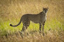 Vista de primer plano de guepardo majestuoso en la naturaleza salvaje - foto de stock