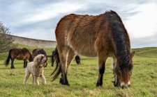 Vista panorámica de majestuosos caballos en el paisaje - foto de stock