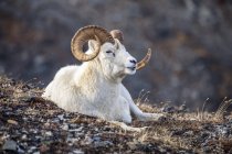 Vista da vicino di Dall pecore ram, Denali National Park e Preserve; Alaska, Stati Uniti d'America — Foto stock