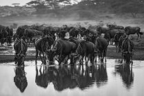 Scenic view of majestic blue wildebeest in wild nature drinking water, monochrome — Stock Photo