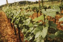 Primer plano de las hileras de vid que crecen en un viñedo, Italia - foto de stock
